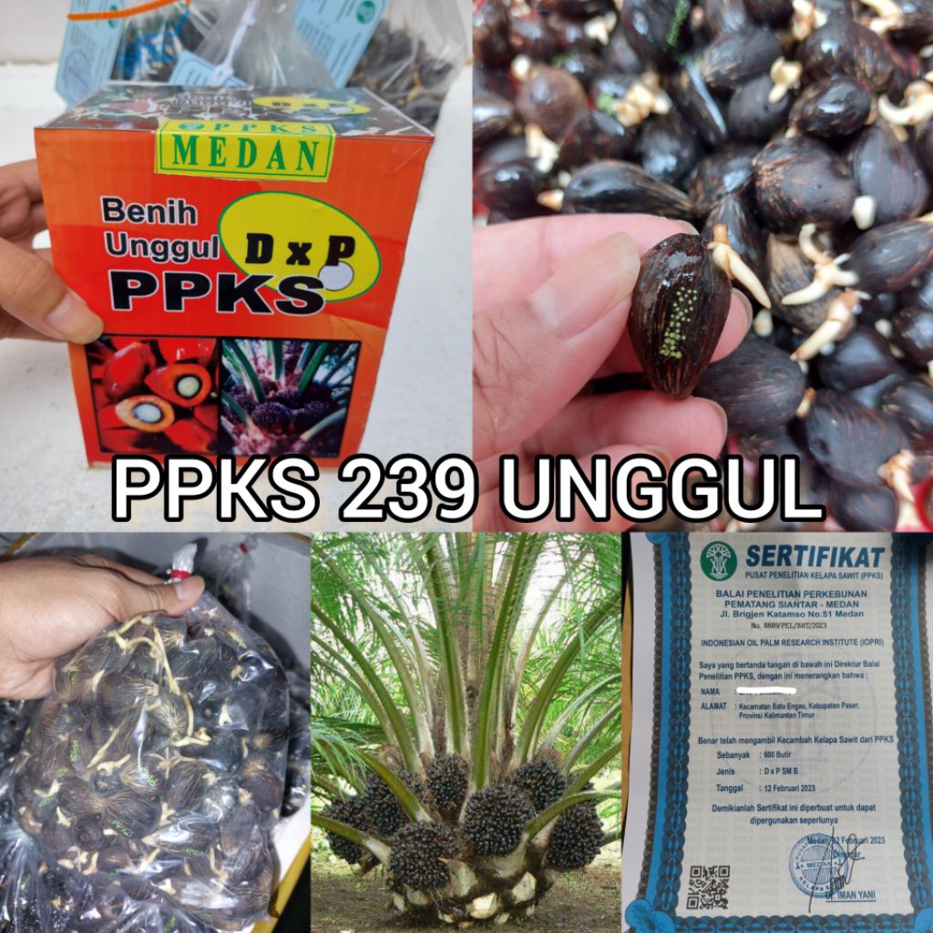 bibit benih kecambah sawit ppks 239 berkualitas