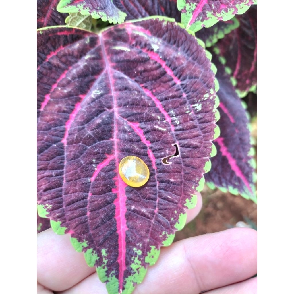 NATURAL YELLOW SAPPHIRE 