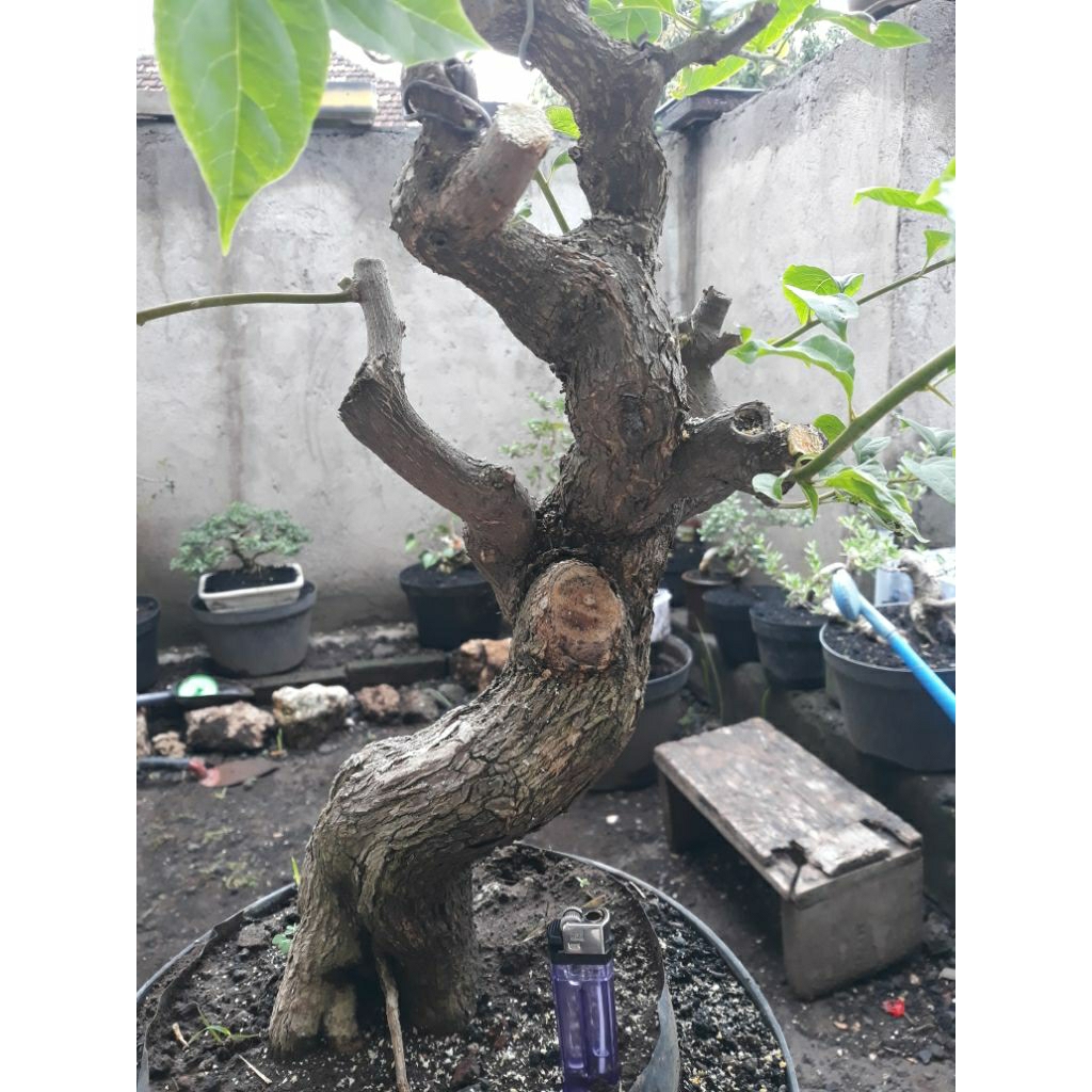 Bonsai Bahan Bougenville