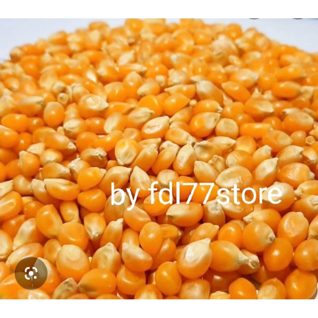 jagung popcorn mentah kualitas import 500 gr