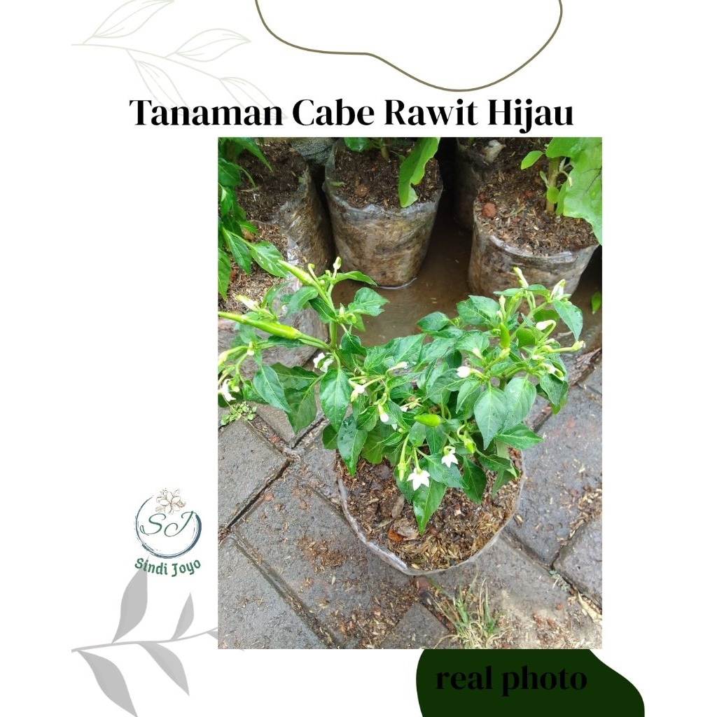 Tanaman Cabe Rawit Hijau Bibit Cabe Rawit Hijau
