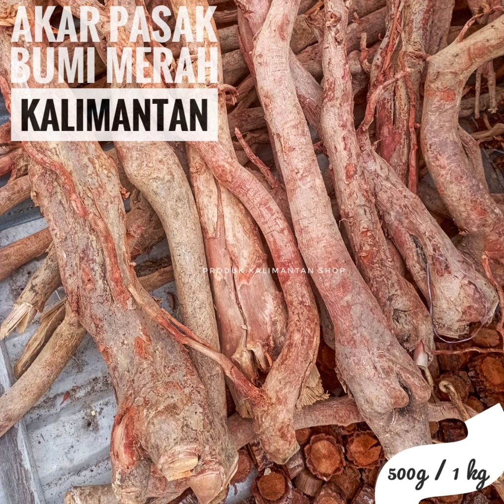 Akar Pasak Bumi Merah Kalimantan , Tongkat Ali Merah Ginseng Hutan