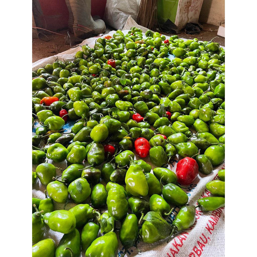 cabai gendot / cabai bandung khas dieng