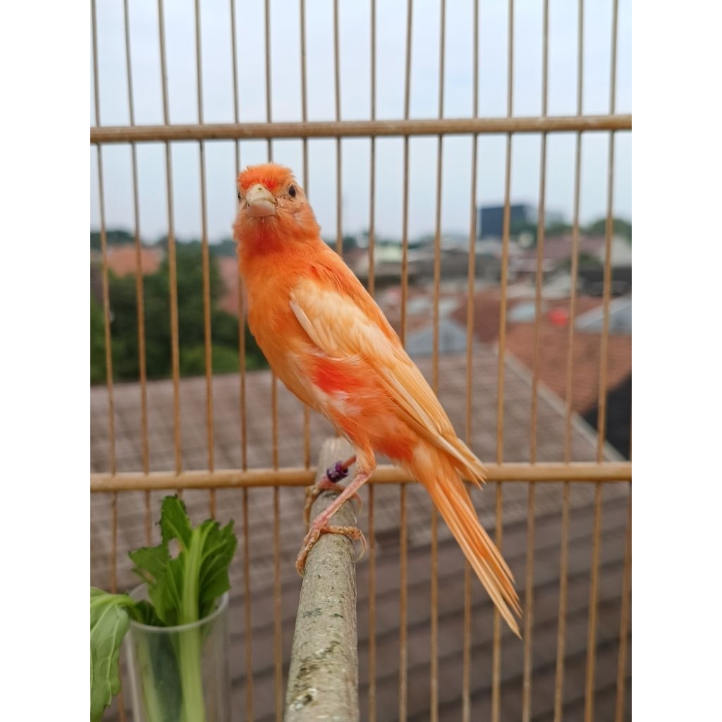 kenari merah lokal Fik jantan usia 3bln warna alami