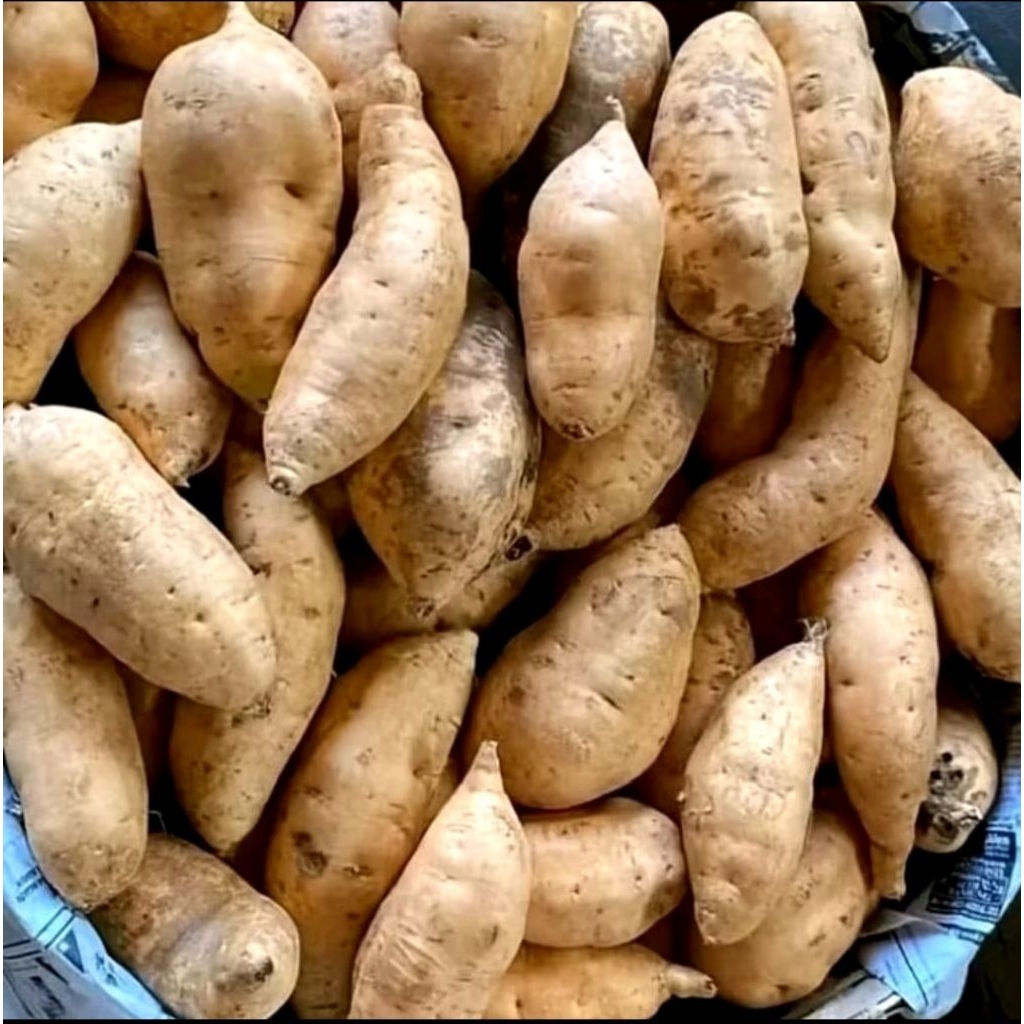 ketela Madu/Ketela Cilembu 1kg