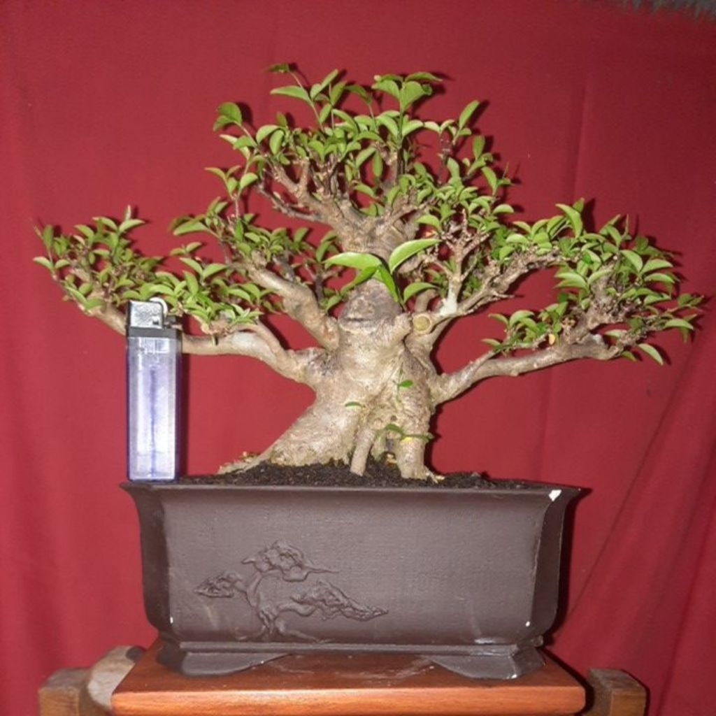 bonsai anting putri bogel