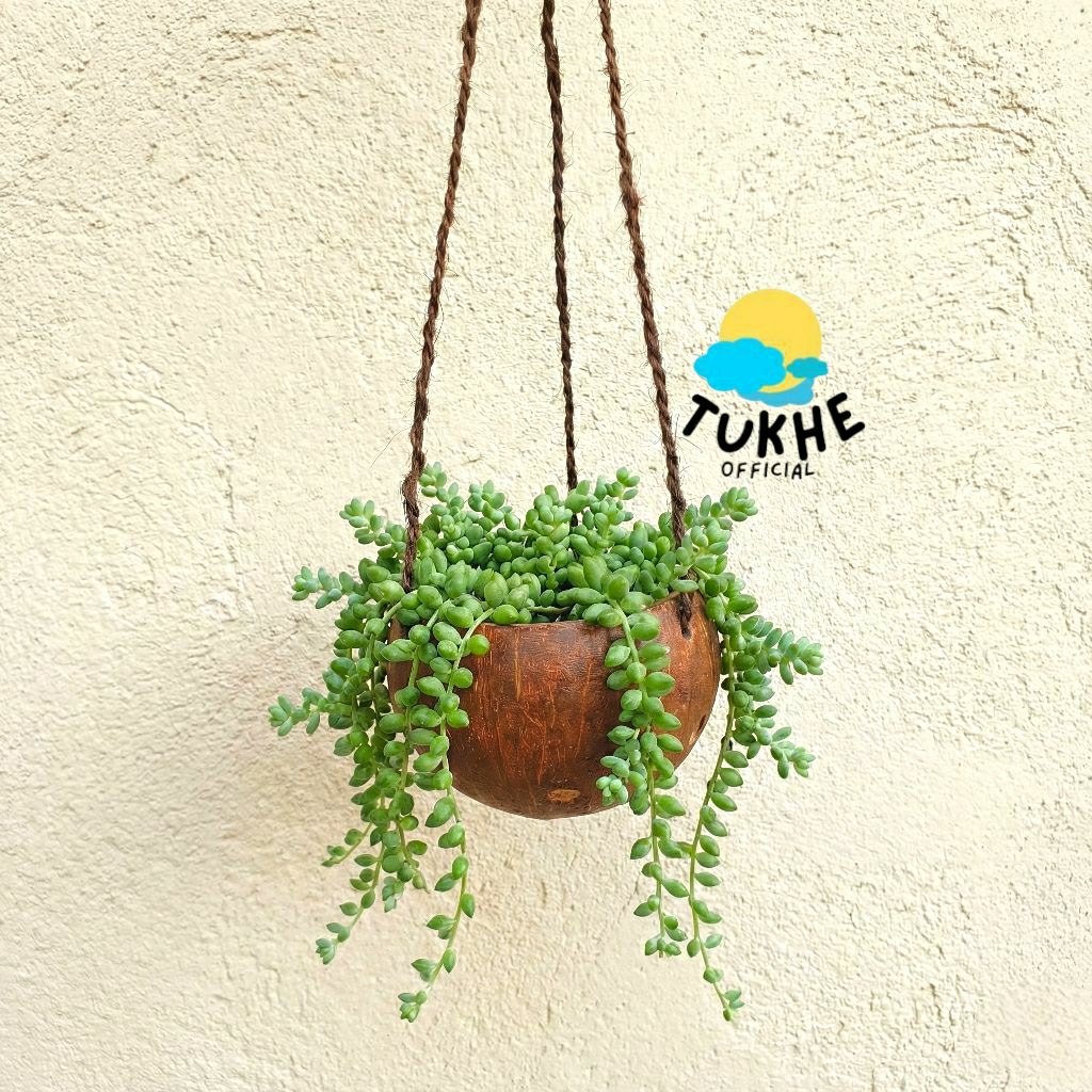 Tukhe | Pot Bunga Sukulen Anggrek Batok Kelapa Pot Batok Kelapa Tali Ijuk Gantung Cover Pot Anggrek 