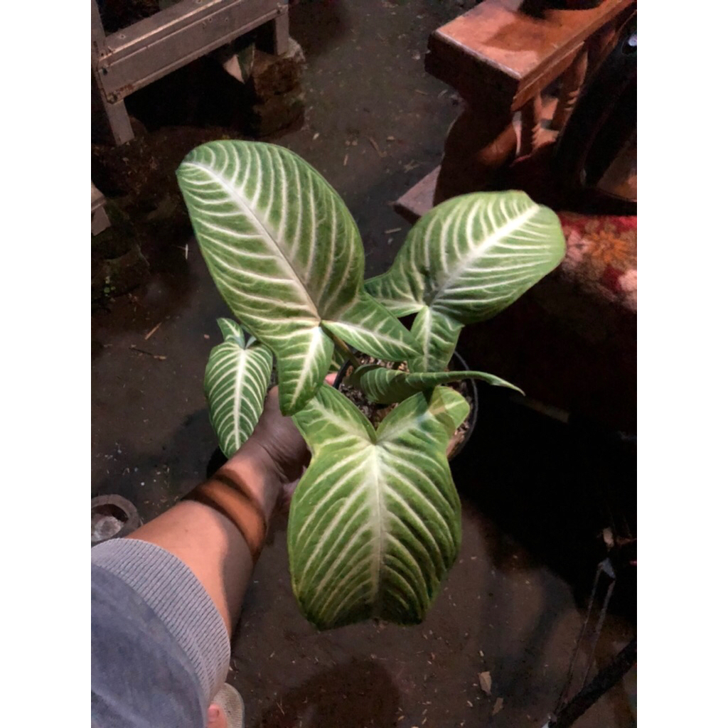 Tanaman Hias Phyllotaenium lindenii Antasoma / keladi zebra / Antasoma Lindenii