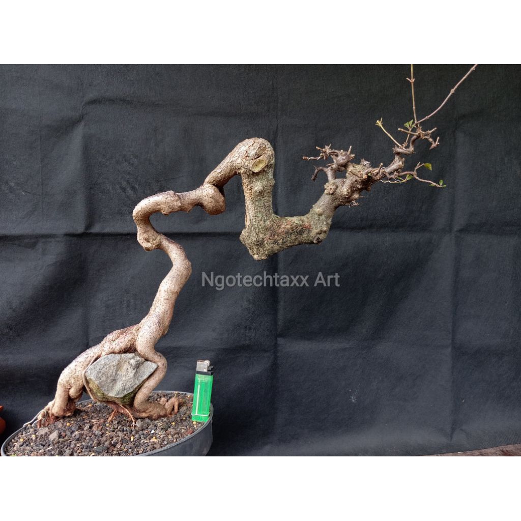 Bonsai Pusaka - REAL PICT
