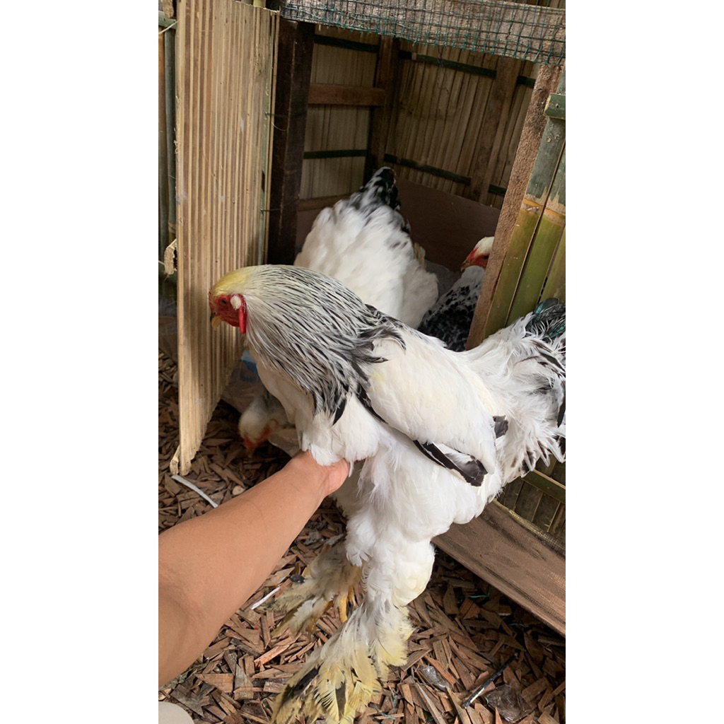indukan ayam brahma colombian light keturunan F1 import turky
