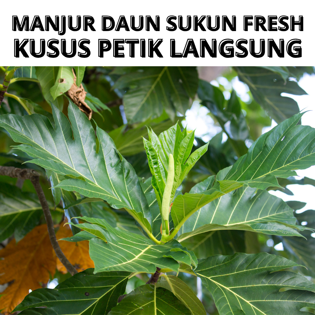 DAUN SUKUN BASAH PETIK LANGSUNG / DAUN SUKUN SEGAR