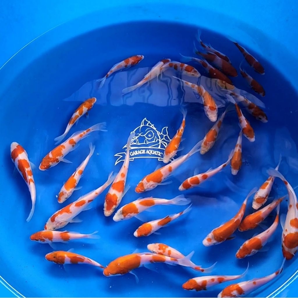 (INSTANT) IKAN KOI KOHAKU IKAN HIAS AQUARIUM KOLAM