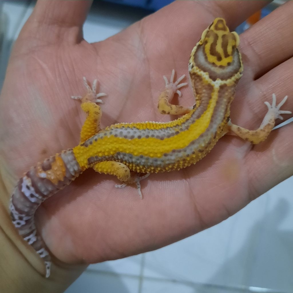 Mainan Anak Gecko Leopard Bold stripe BELL B