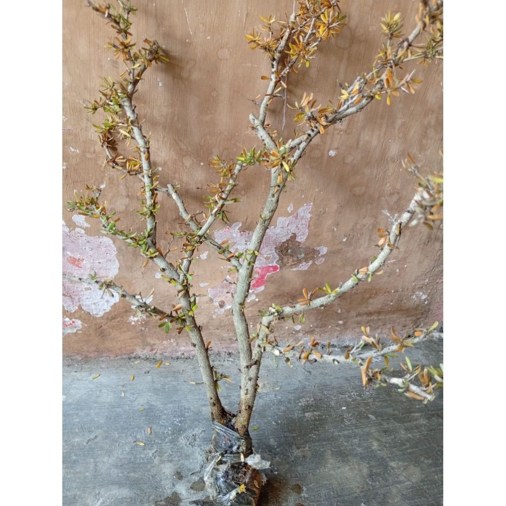 cangkokan Saeng simbur micro vietnam