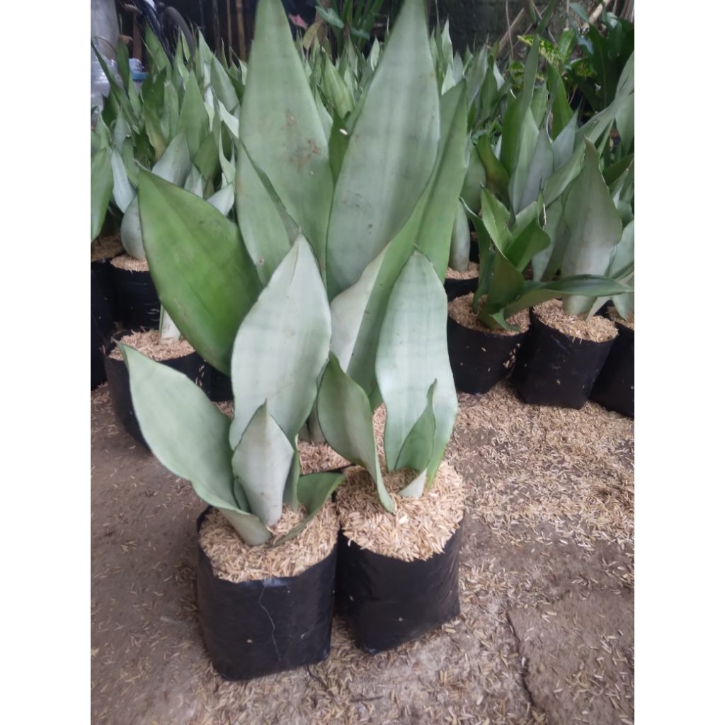 tanaman hias sanseviera moonshine pohon lidah mertua monsen