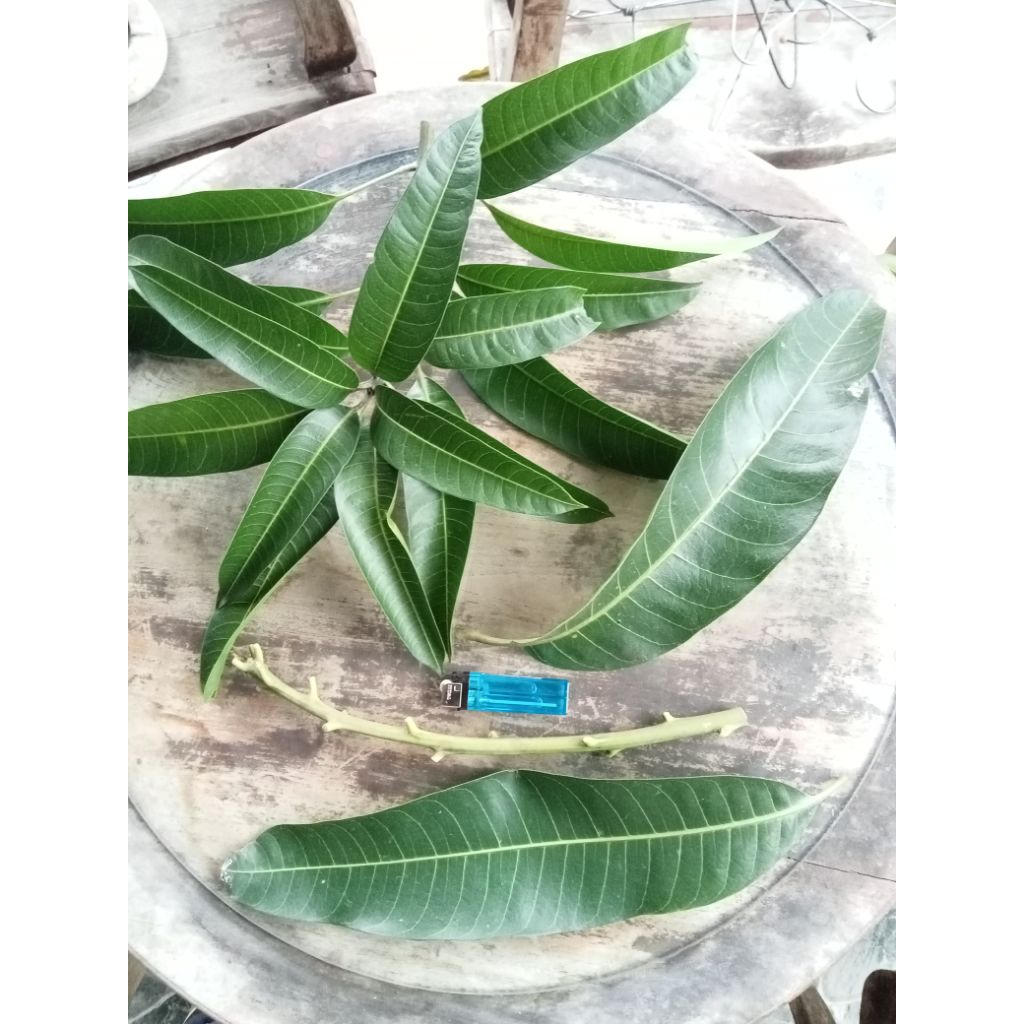 Entres mangga coconut pakistan