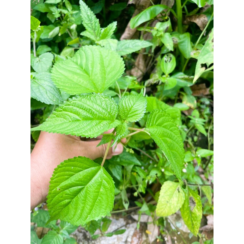 Daun Jelatang, Stinging nettle