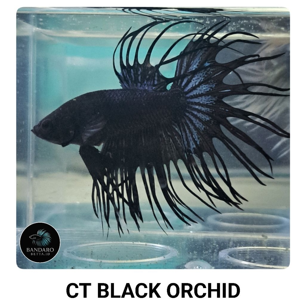 Cupang CT (CrownTail) Black Orchid