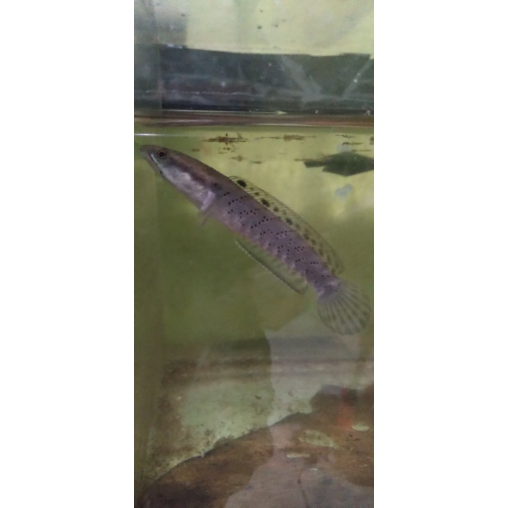 channa blue pulchra size 4-6cm