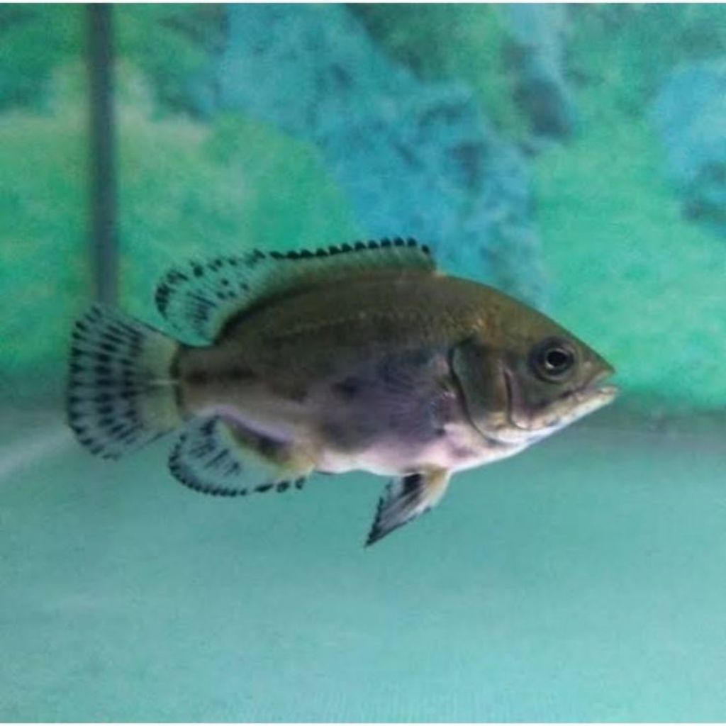 grosir oscar tembaga