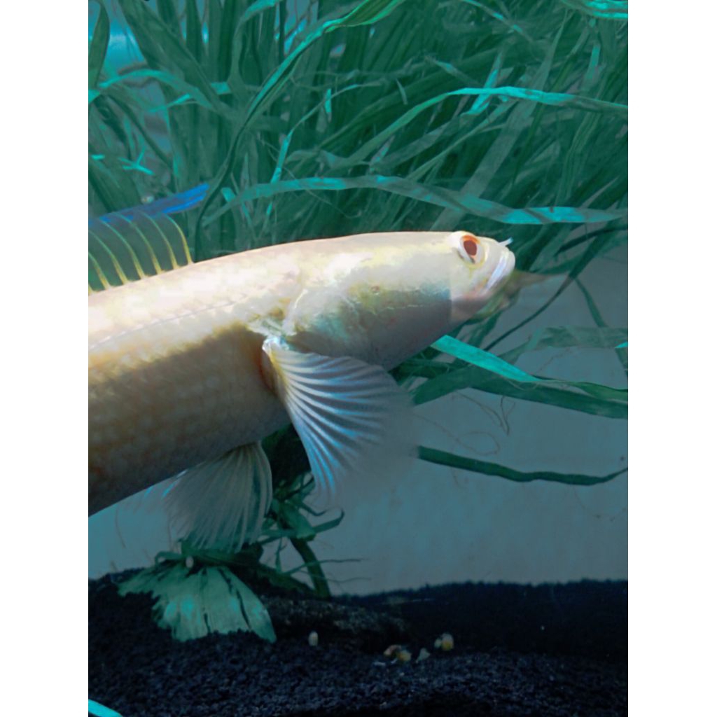 chana striata albino