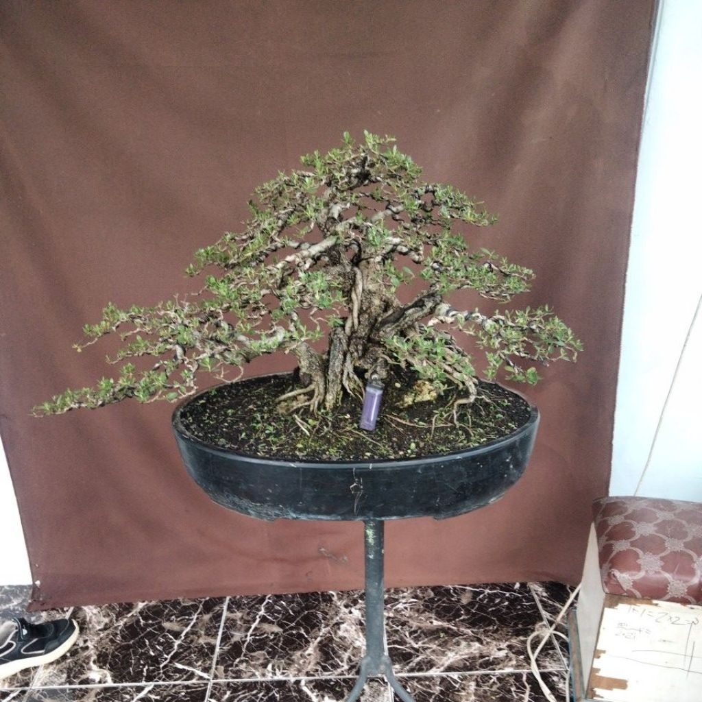 BONSAI SANTIGI