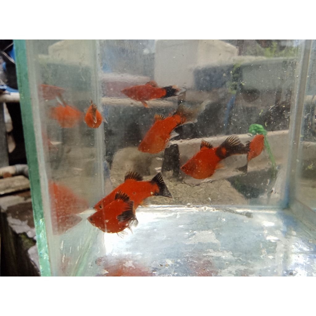 jumbo siap breed  red blood platy ekor lancip/ sepasang/