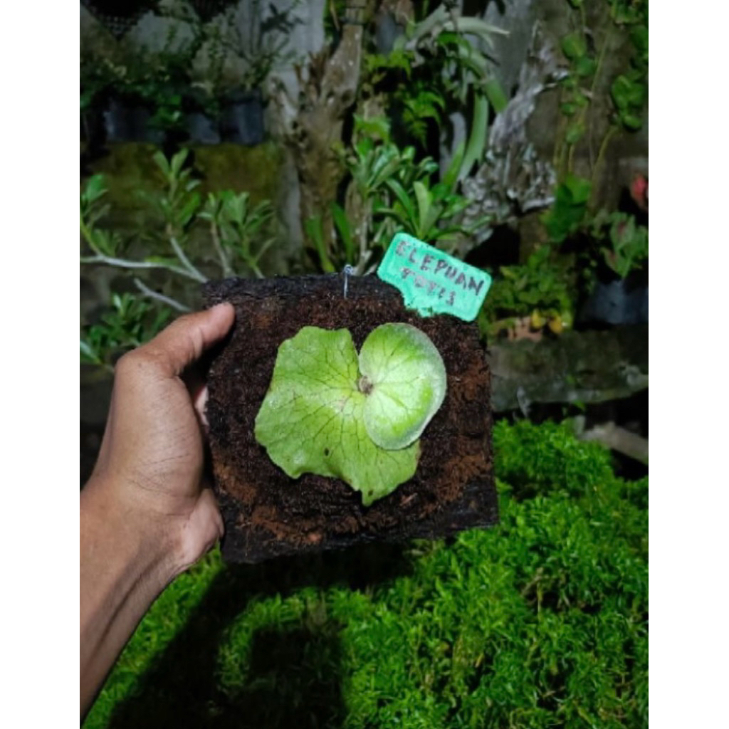 Platycerium Elephantotis