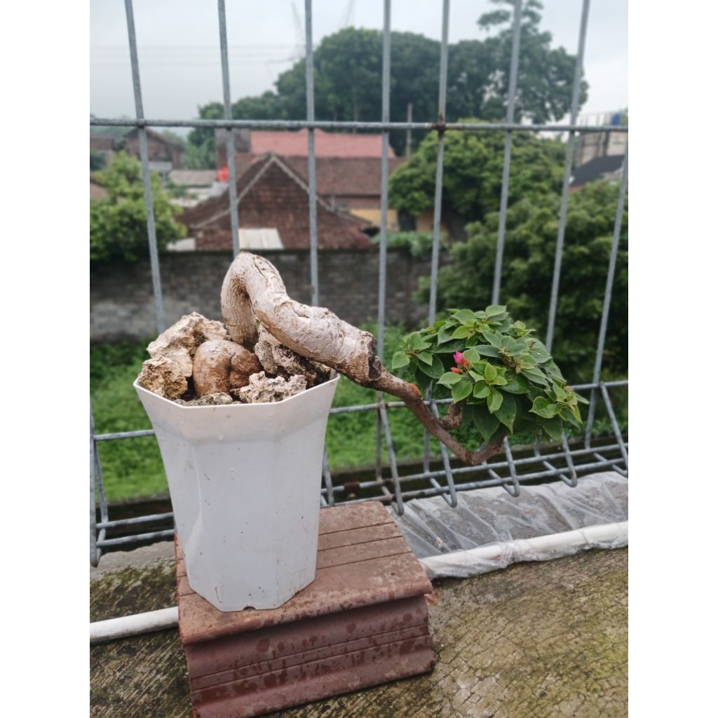 bonsai bougenville sgp