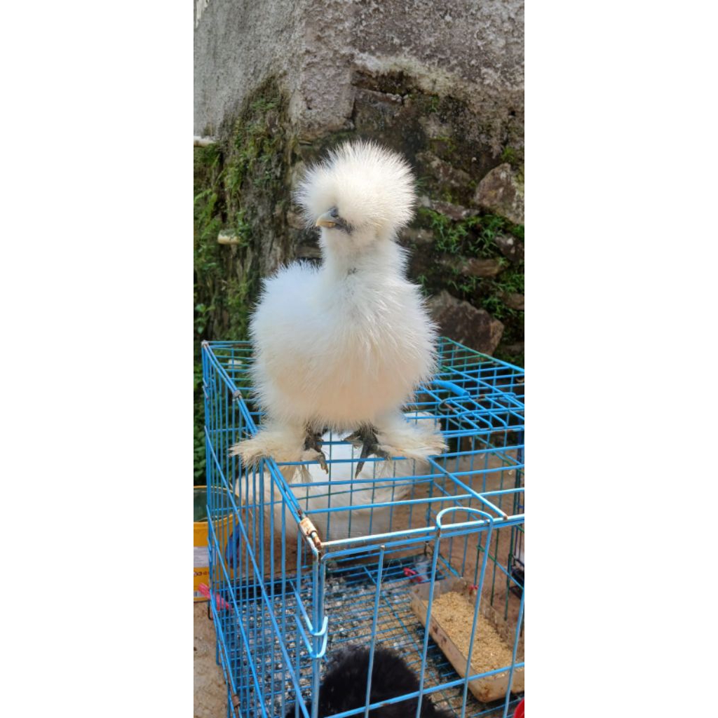 Ayam american silkie