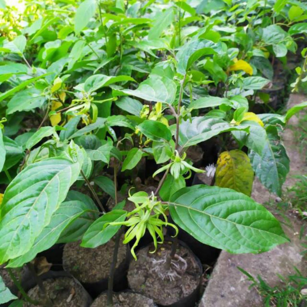 bibit pohon bunga kenanga kuning wangi - tanaman bunga kenanga kuning