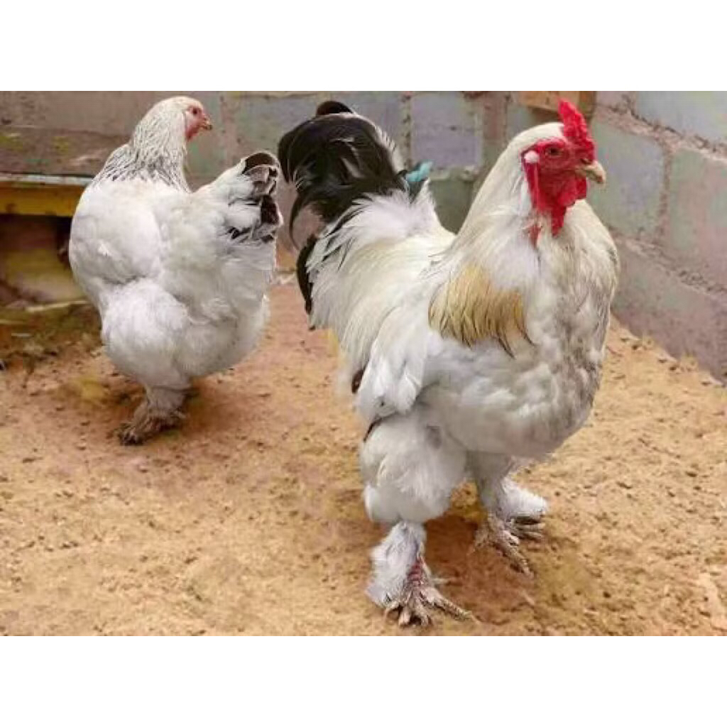 AYAM BRAHMA indukan pilihan rawatan