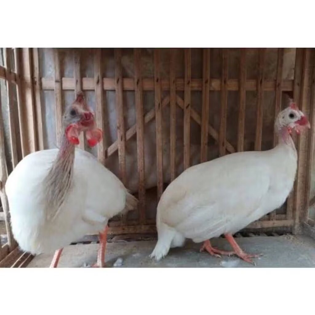 AYaM MUTIARA PUTIH pilihan rawatan
