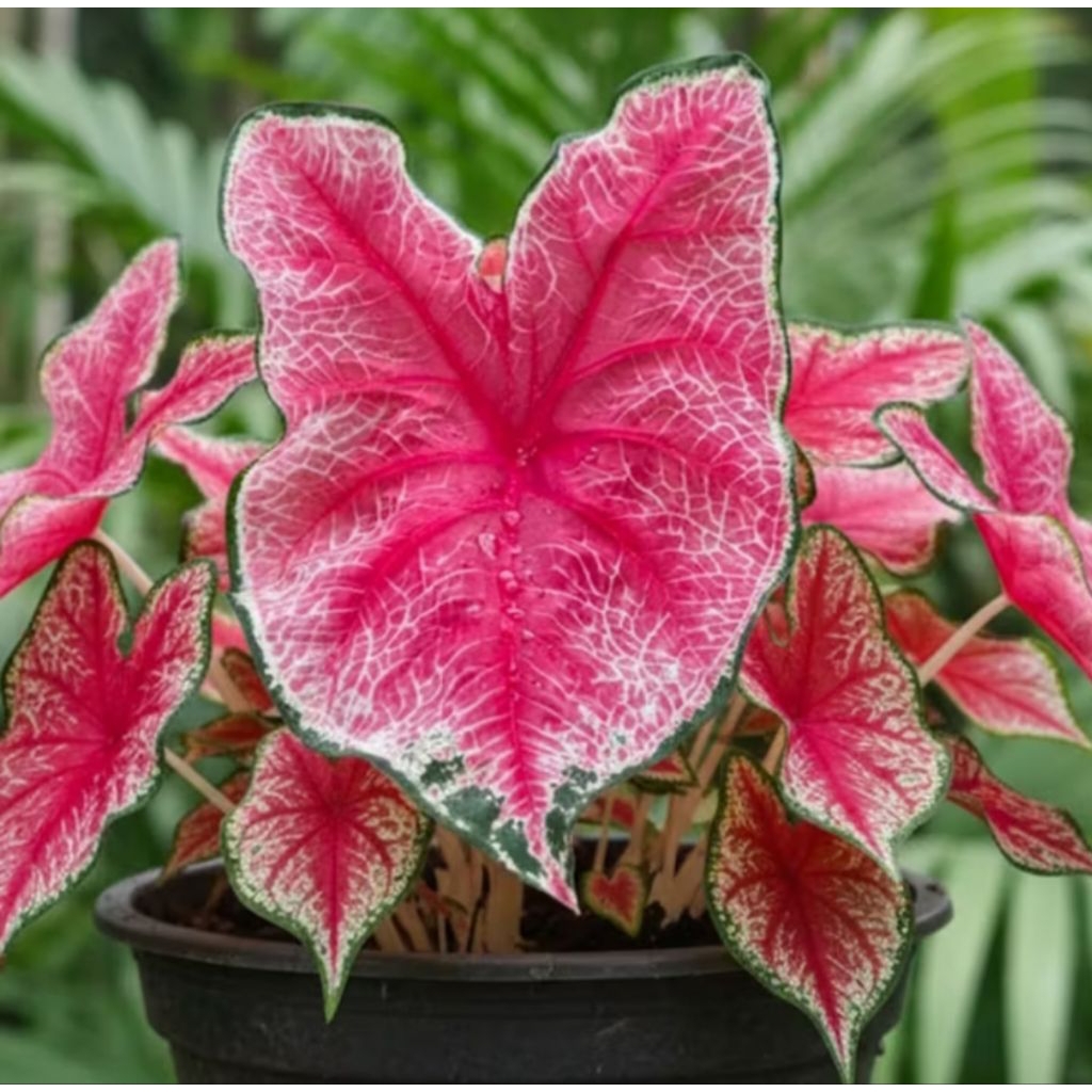 Keladi red jaguar keladi keris keladi wayang remaja KELADI JOKER keladi Ace of heart