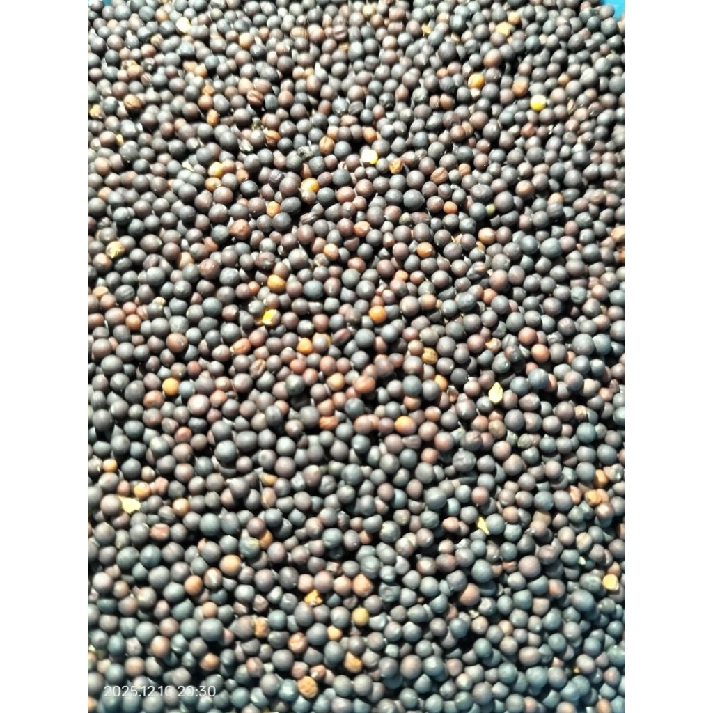 ( 5KG ) BIJI SAWI, CANOLA SEED IMPORT, PAKAN BURUNG KENARI, FINCH