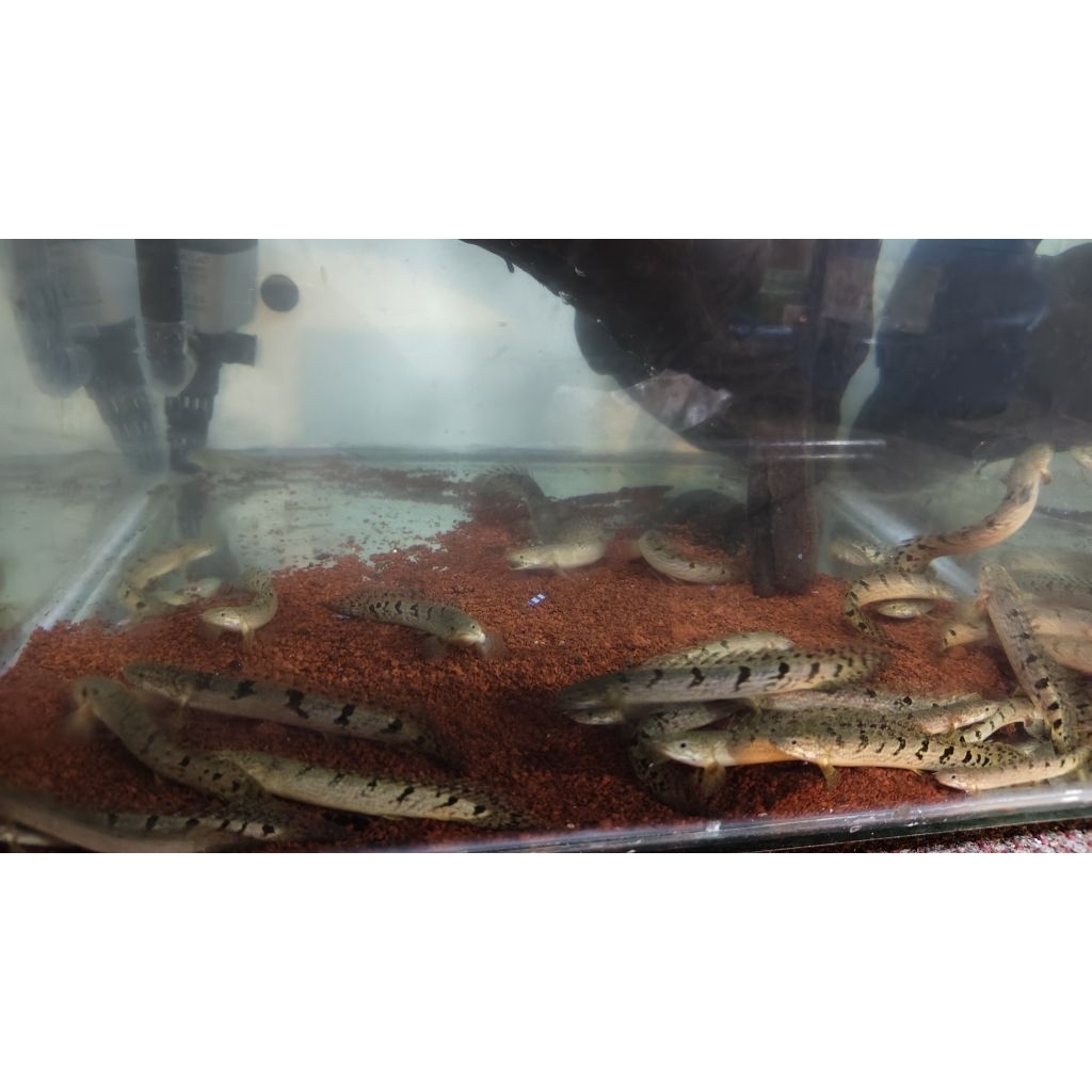 PROMO Palmas Delhezi | Ikan Tankmate Predator Kualitas Bagus