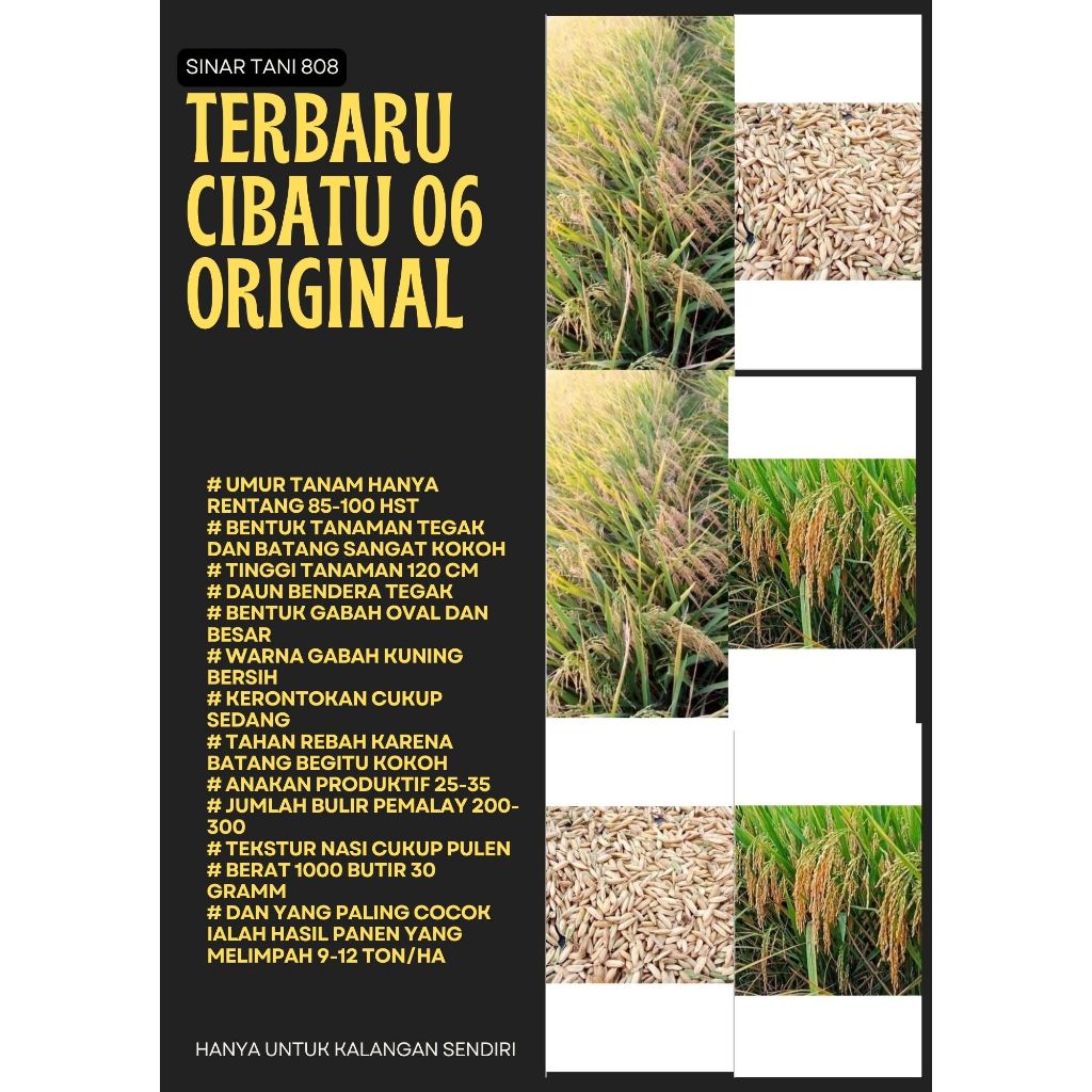 Padi CIBATU 06  Kemasan 5 Kg
