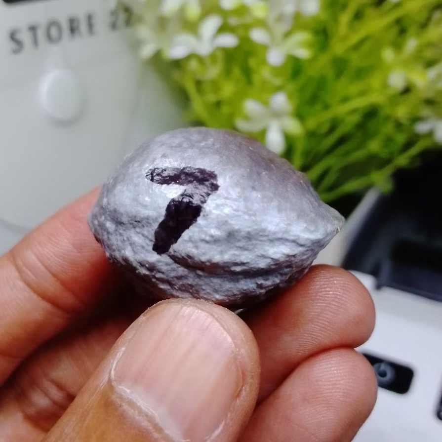 Muncang Adu PAIT Jr Cimaung kode 7