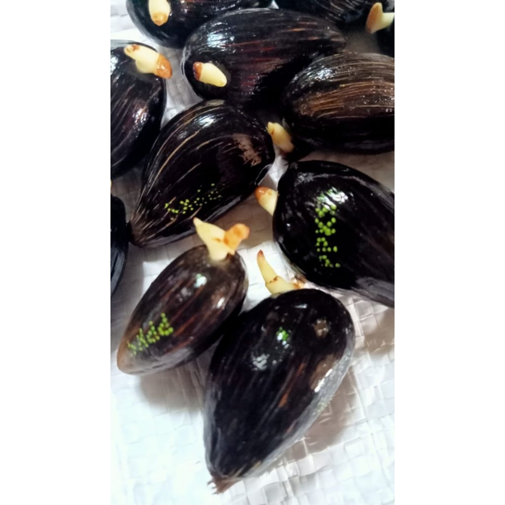 Bibit kecambah sawit Ppks