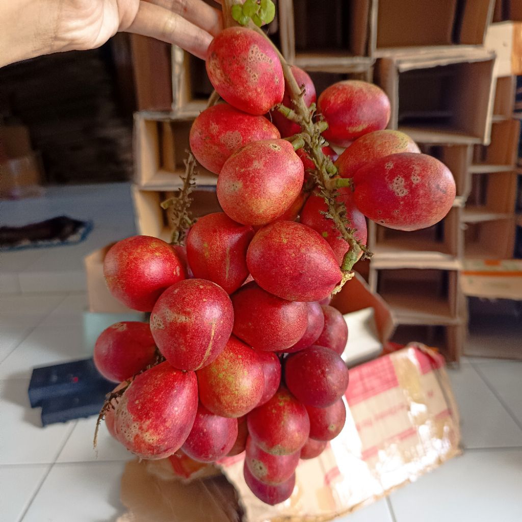MATOA SUPER KHAS PATI MERAH KUNING HIJAU