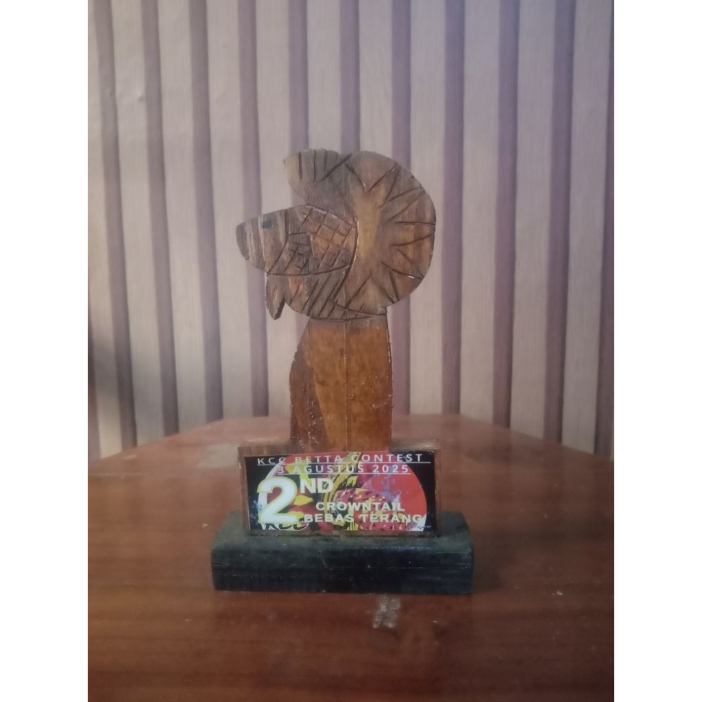 ready baru piala ikan cupang kontes kcc Betta contest cianjur