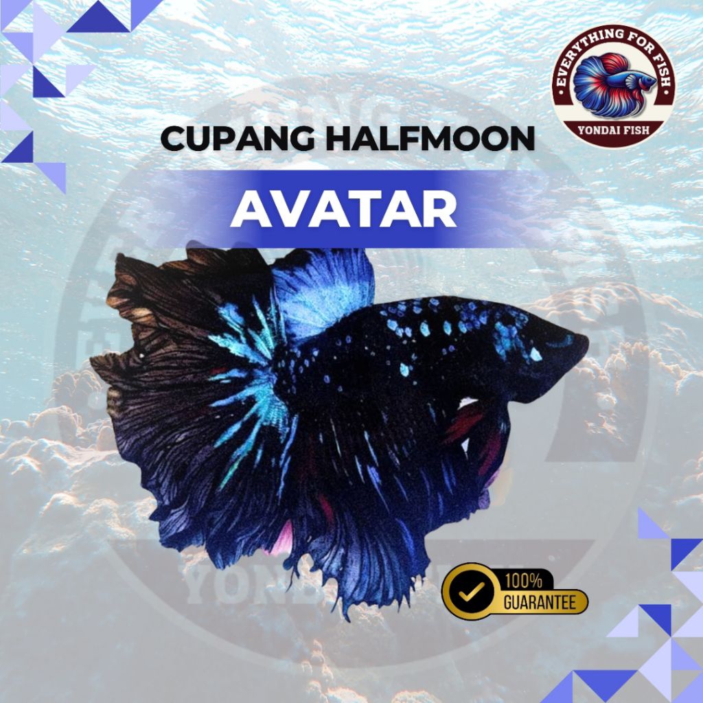 [HM] Cupang Halfmoon Avatar Galaxy | REAL PICT | TOP GRADE | BEST SELLER | IKAN HIAS