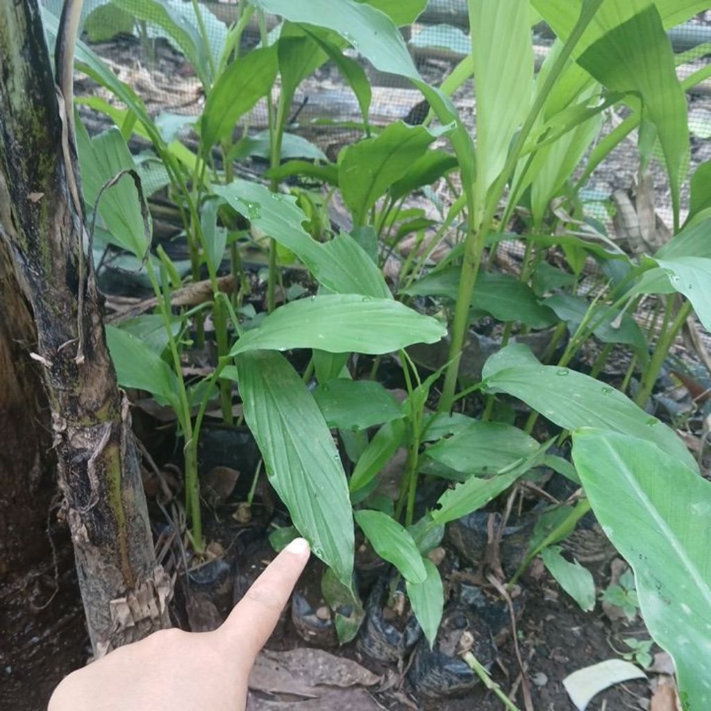 Bibit Tanaman rimpang Kunyit