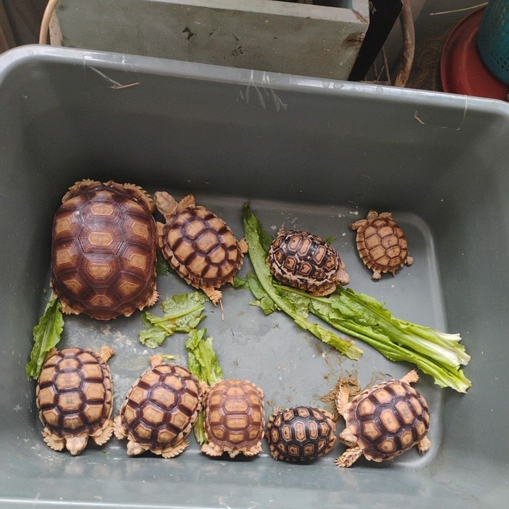 Kura darat Sulcata 8-9cm. Ternakan lokal grade A. Sortiran