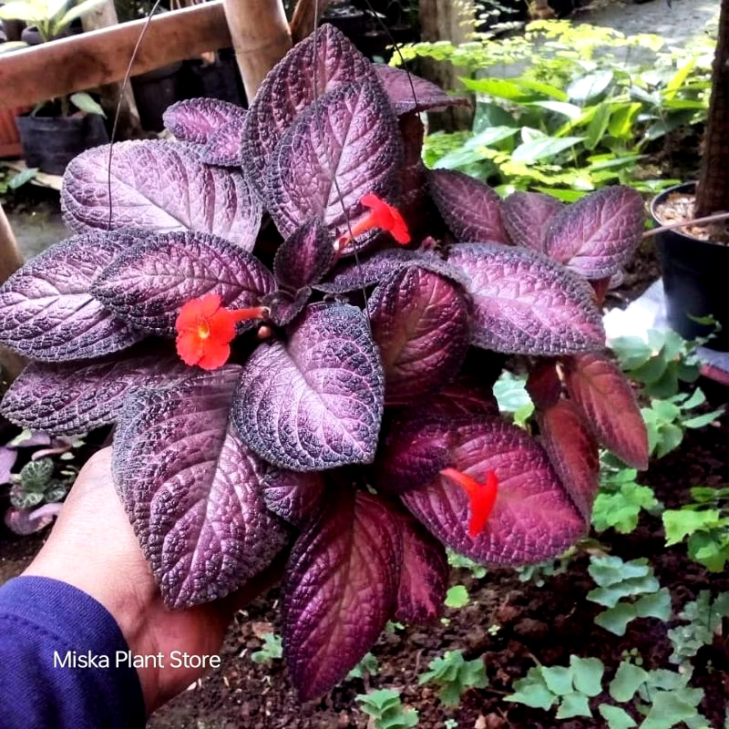 Tanaman Hias Episcia Ungu - Tanaman Episcia Pot Gantung