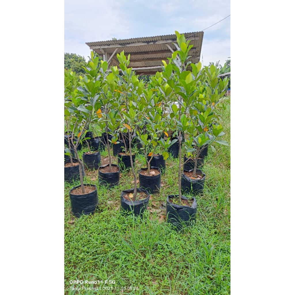 bibit pohon nangka merah tinggi 1 meter