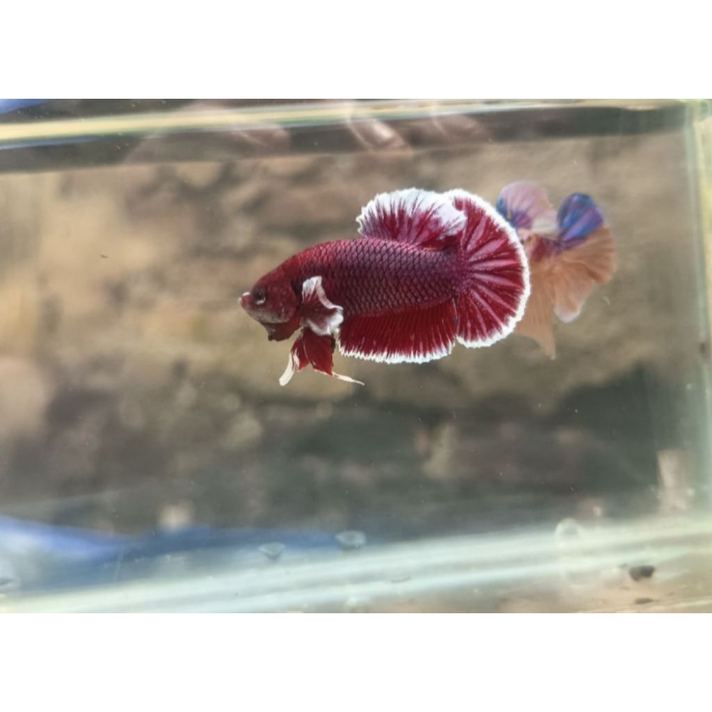 Ready murah  5 pasang ikan cupang plakat black copper anakan dari Avatar copper