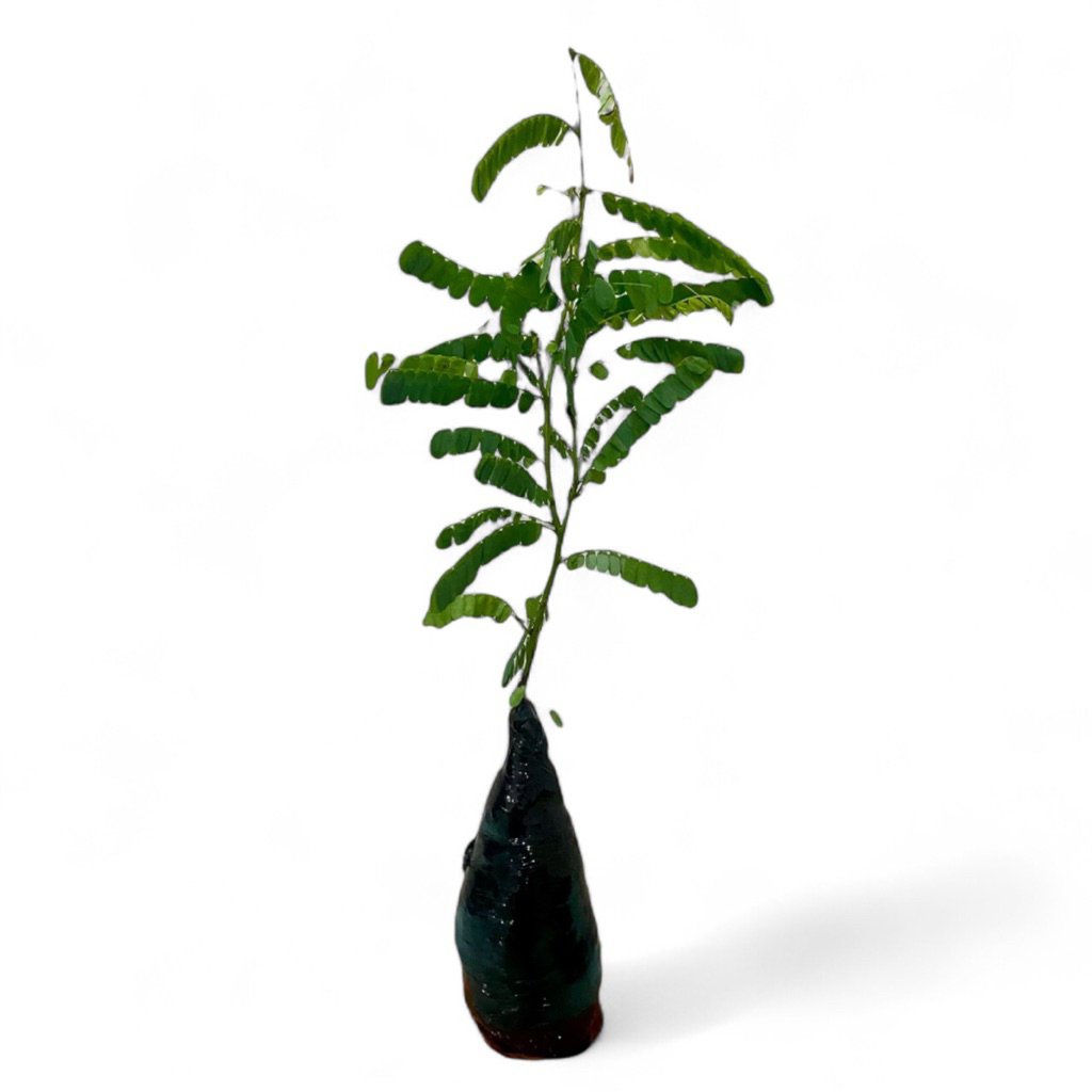 ( BISA COD ) Pohon Daun Saga Bibit Tanaman Obat Daun Saga Pohon Saga / Tanaman Herbal Daun Saga / Po