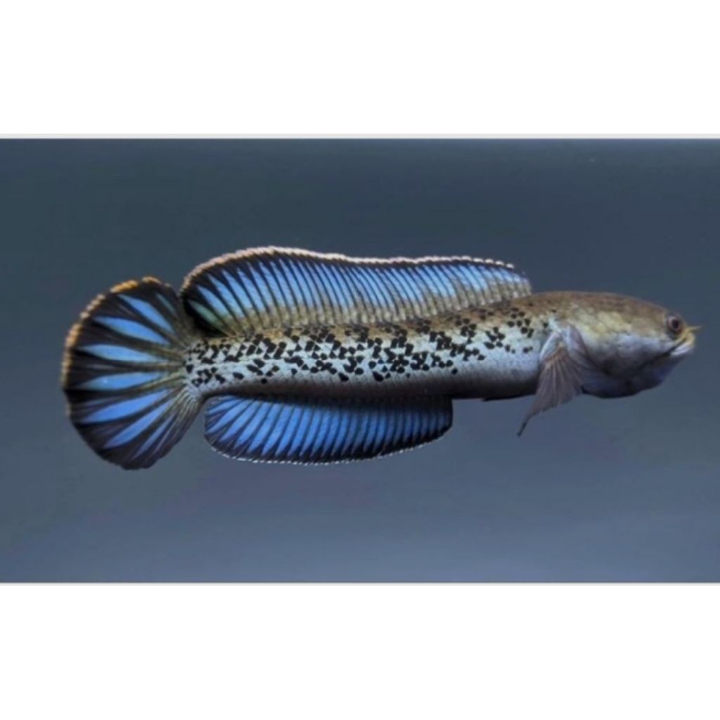 Channa stewartii 6-8cm