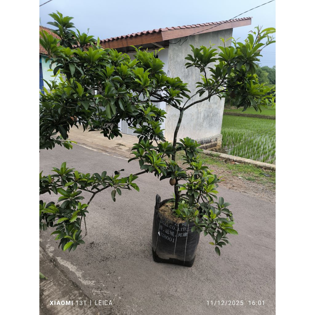 bibit sawo Manila MONSTER berbunga & berbuah (packing kayu)